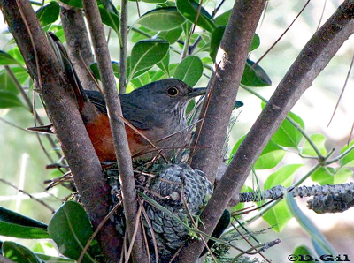 ZORZAL COMÚN (Turdus rufiventris)  - (Nido) Laguna del Diario- MALDONADO (Octubre 2009)